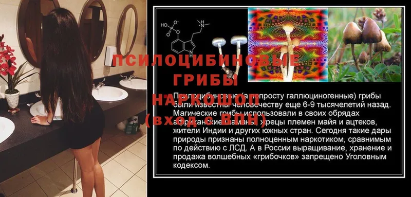 Псилоцибиновые грибы прущие грибы  Котово 